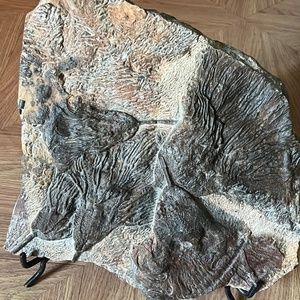 16x13” Silurian Fossil Crinoid (Scyphocrinites) Large Plate - Morocco 17 pounds